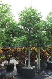 Image result for Pachira glabra