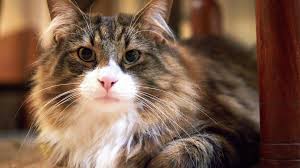 Causes and treatment of feline hot spots | lovetoknow. 7 Cat Diseases Every Owner Should Know About Sheknows