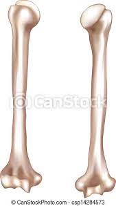 This is an online quiz called human anatomy: Human Arm Bone Humerus Humerus Upper Arm Bone Detailed Medical Illustration From Front And Behind Isolated On White Canstock