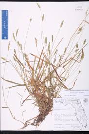 Image result for Sacciolepis indica