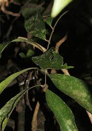 Image result for Pancovia