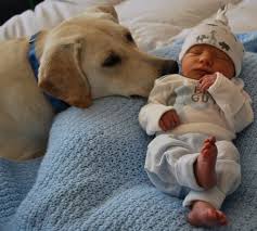 These 16 Dogs Cuddle With Babies And It S Absolutely Perfect Give It Love