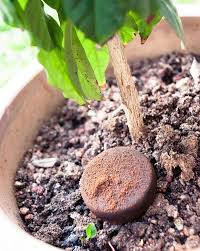 We did not find results for: 12 Surprising Things You Can Do With Coffee Grounds Eatwell101