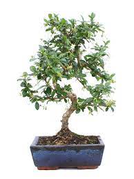 Carmona Sp Indoor Bonsai Data Sheet Mistral Bonsai