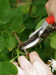 Lilac Is Better Growing If It Has It Lilac Care In Autumn Pruning Feeding And Preparation For Winter How To Trim Lilac After Flowering Schemes And Ways