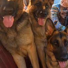 Maybe you would like to learn more about one of these? German Shepherd Puppies Houston Tx Pets Lovers