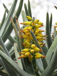 Image result for Aloidendron