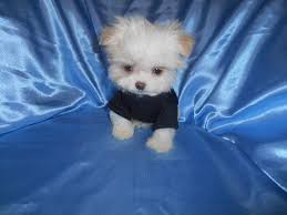 Maybe you would like to learn more about one of these? Maltipoo Puppies For Sale West Bloomfield Township Mi 174201