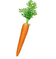 Imagini pentru poza morcov