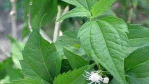 What is daun kapal terbang ? Daun Kapal Terbang Tak Boleh Dimakan Sebabkan Kanser Hati Kitareporters Semua Boleh Jadi Reporter