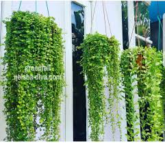 18 jenis tanaman hias gantung dengan bunga tercantik. Gambar Bunga Gantung Hidup