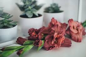Grifols continúa su expansión en áfrica. Letonia Riga Flor Gladiolo Planta Planta Floreciendo Belleza En La Naturaleza Frescura Piqsels