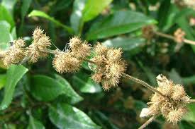 Image result for Triumfetta digitata