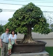 Repotting or transplanting your bonsai will resupply the tree with the nutrients it needs to grow and flourish. Why Don T Bonsai Trees Grow Bigger Quora