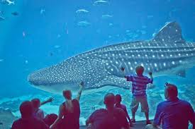 According to the aquarium, the team had noticed changes in alice's behavior and. Whale Shark In Georgia Aquarium Georgia Aquarium Visit Atlanta Visit Georgia