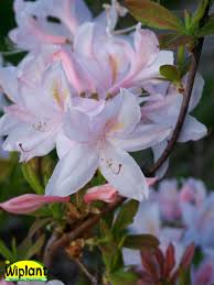 Rhododendron L White Lights Northern Light Atzalea Vita Vackra Blommor Hojd 1 1 5 M Rhododendron Azaleas White Light