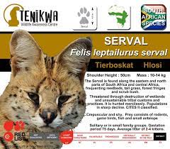 The Serval Facts Distribution Spoor And Interesting Information On Leptailurus Serval Indigenous Wild Cat Species Of Wild Cat Species Serval Cat Species