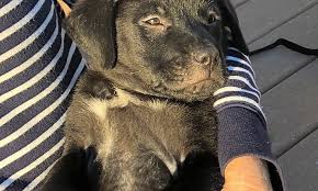 Located in central florida, we are hobby breeders dedicated to 1 boxer puppies for in orlando fl uptown petland south available sunstate boxers european and. These Orlando Based Puppies Are Up For Adoption And In Need Of A Good Home