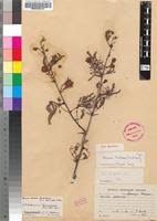 Image result for Acacia borleae