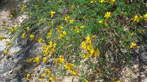 Image result for Adenocarpus mannii