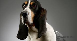 Image result for jurský honič