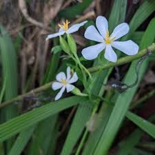 Image result for Eleutherine bulbosa