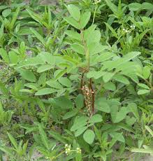 Image result for Indigofera astragalina-hirsuta