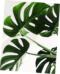 The genus is named from the latin word for monstrous or abnormal. How To Care For The Monstera Deliciosa Horticure