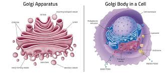 Maybe you would like to learn more about one of these? Golgi Apparatus Function Definition Structure Analogy Eukaryotic Cell Animal Cell Cell Organelles