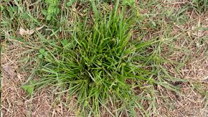 Image result for Kyllinga squamulata