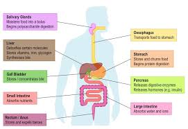 Draw a diagram of the human digestive system. Digestive System Bioninja