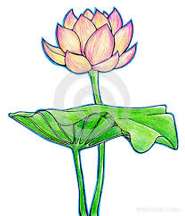 45 Beautiful Flower Drawings And Realistic Color Pencil Drawings Whatever flower you may attempt to draw, you'll soon experience that lotus flowers are among the easiest to draw. 45 beautiful flower drawings and