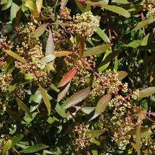 Image result for Catha edulis