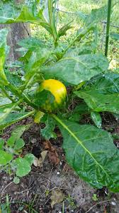 Image result for Solanum macrocarpon