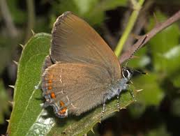 Image result for Satyrium sceptrum