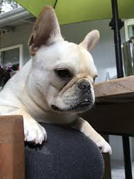 Lets get them a forever great home together! Chicago French Bulldog Rescue Inc Nfp Reviews And Ratings Chicago Il Donate Volunteer Review Greatnonprofits