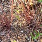 Image result for Microchloa