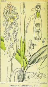 Image result for Satyrium crassicaule