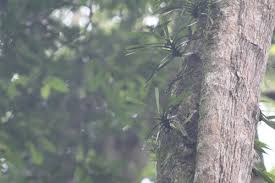 Image result for Ancistrorhynchus tenuicaulis