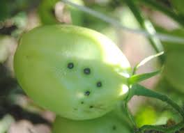 Image result for tomato seedling pseudomonas syringae pv tomato symptoms