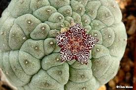 Image result for Urochloa marlothii