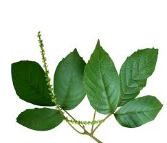 Image result for Allophylus