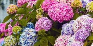 13 Facts Every Hydrangea Lover Needs To Know White Flower Farm Growing Hydrangeas Hydrangea Garden