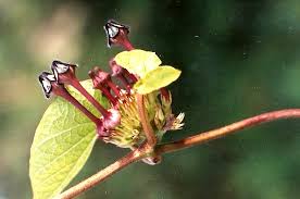 Image result for Ceropegia papillata