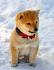 Shiba Inu Puppies for Sale Near Me from Vetted Breeders