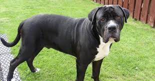 Bandogge Mastiff Cinsi Kopek Ozellikleri Ve Bakimi Kopek Turleri Kopek Kedi Kopek