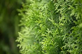 Image result for Juniperus