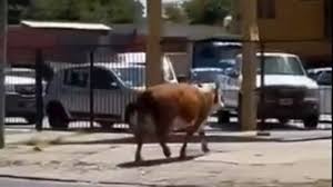 images?q=tbn:ANd9GcQ5zL4UAi8r-liWGdsfOGBLI28CvSPnzO9_FQ&s