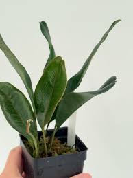 Image result for Elaphoglossum tanganjicense