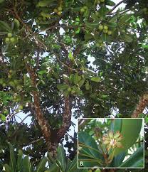 Image result for Mimusops afra